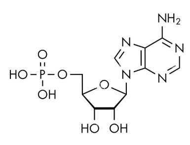 <p>nucleoside or nucleotide?</p>