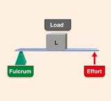 <p>Wheelbarrow or standing on toes</p><ul><li><p>Load is between fulcrum and effort</p></li><li><p>Ex: effort is calf muscles, joints of the ball of foot are fulcrum, body weight is load</p></li><li><p>Uncommon in body; Mechanical advantage</p></li></ul><p></p>