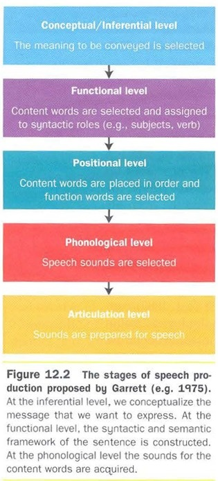 <p>top-down</p><p>speech errors</p><p>meaning → words → order → sound → prepare for speech</p><p>doesnt account for errors across levels</p>