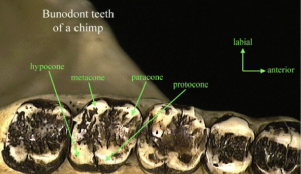 <p>Squarish cheek teeth with low, rounded cusps for crushing molar power; often reflects a broad diet (humans, pigs, bears, raccoons, etc.)</p>