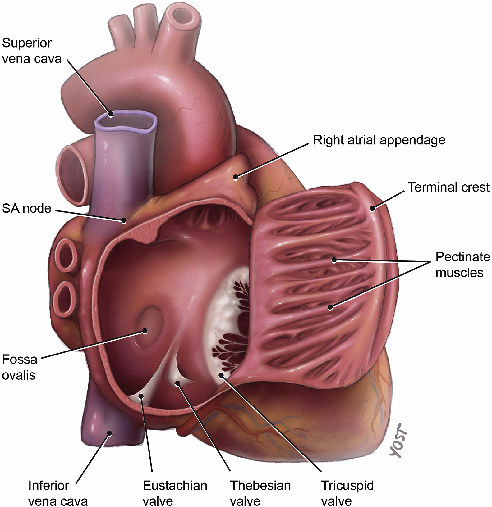 <p>A depression in the right atrium; a remnant of the fetal foramen ovale.</p>