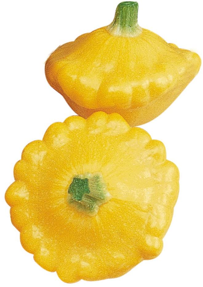 <p>Sunburst Patty Corn Squash</p>