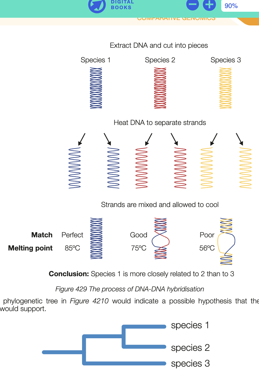 <ul><li><p>heating solution containing DNA disrupts H bonding between 2 complementary strands (measured as boiling pt)</p></li><li><p>when mixture is cooled, they recombine to form double helix again</p></li><li><p>solutoin of DNA is heated from diff species is heated, allows hybrid DNA to form </p></li><li><p>degree of H bonding between one species DNA and another gives measure of similarity of sequence of nucleotides, indicator of how closely related species are </p></li></ul><p></p>