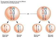 <p>The random division of homologous chromosomes into separate daughter cells during meiosis</p><p>in human body cells there are 23 homologous pairs, so 2^23 possible combinations of chromosomes</p>