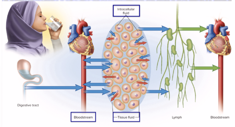 <p>(salt) help govern water distribution and total water content</p><p>osmosis restores balance</p>