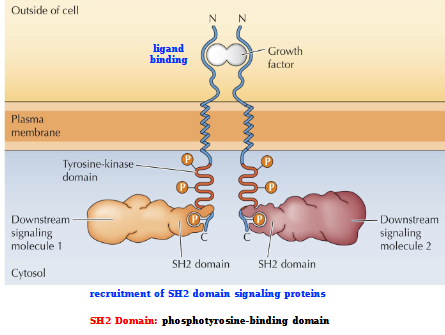 <p>Ligand binding (Growth factor)</p><p>Recruitment of SH2 (phosphotyrosine-binding domain) domain signaling proteins</p><p>= Downstream signaling</p>