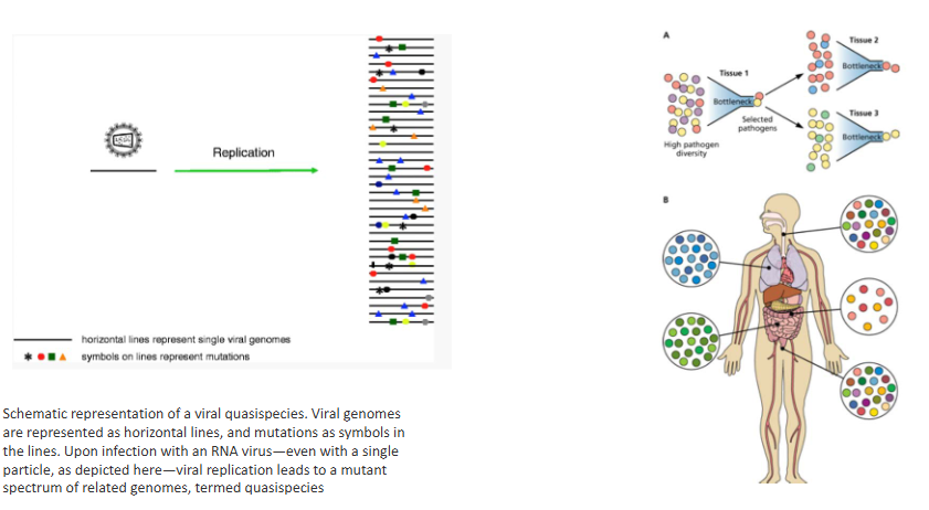 <p>RNA viruses may exist as quasispecies</p>