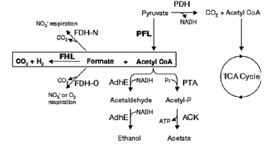 <p>pyruvate dehydrogenase is repressed (no ETC bc theres no TEA like O2 or NO3-)<br>pyruvate formate lyase (PFL) is active, making formate and acetyl coa<br>gas is produced if microbe makes formate hydrogen lyase</p>