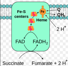 <p>succinate dehydrogenase </p><p>Complex that DOES NOT COUPLE </p><p>-Succinate:UQ oxidoreductase</p><p>-FAD cofactor and 3 Fe-S clusters in binding site </p><p>-Oxidizes succinate to fumarate</p>