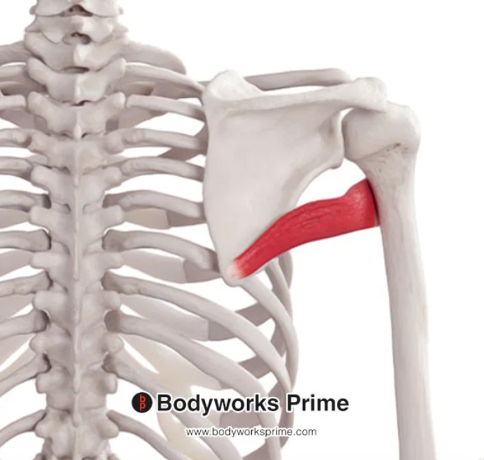 <p>Name this muscle</p>