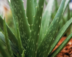 <p>the plant</p>
