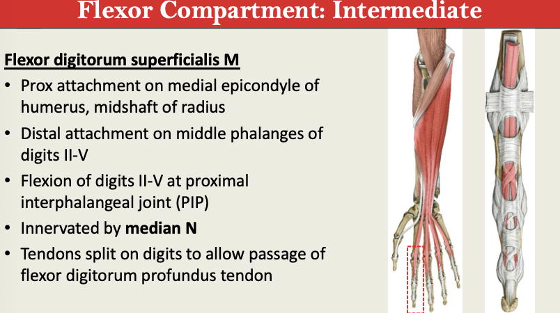 <p>M: Flex PIP of 2-5<br>N: Median N<br>PA: Medial Epicondyle + midshaft Radius<br>PD: Distal Middle Phalanges of D2-5<br>G: Flexor INTERMEDIATE </p><p></p>