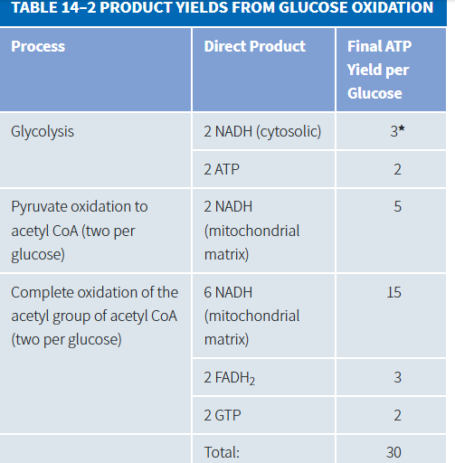 <p>Because the electrons donated by FADH2 are of lower energy and enter further down the respiratory chain than those donated by NADH, they promote the pumping of fewer protons: each molecule of FADH2 thus produces<strong> only 1.5 molecules of ATP.</strong></p>