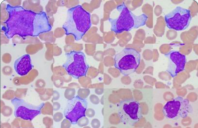 <p>What type of cell is shown? </p>
