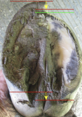 <p>What is the typical interval between hoof trimmings?</p>