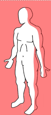 <p>divides the body into front and back parts</p>