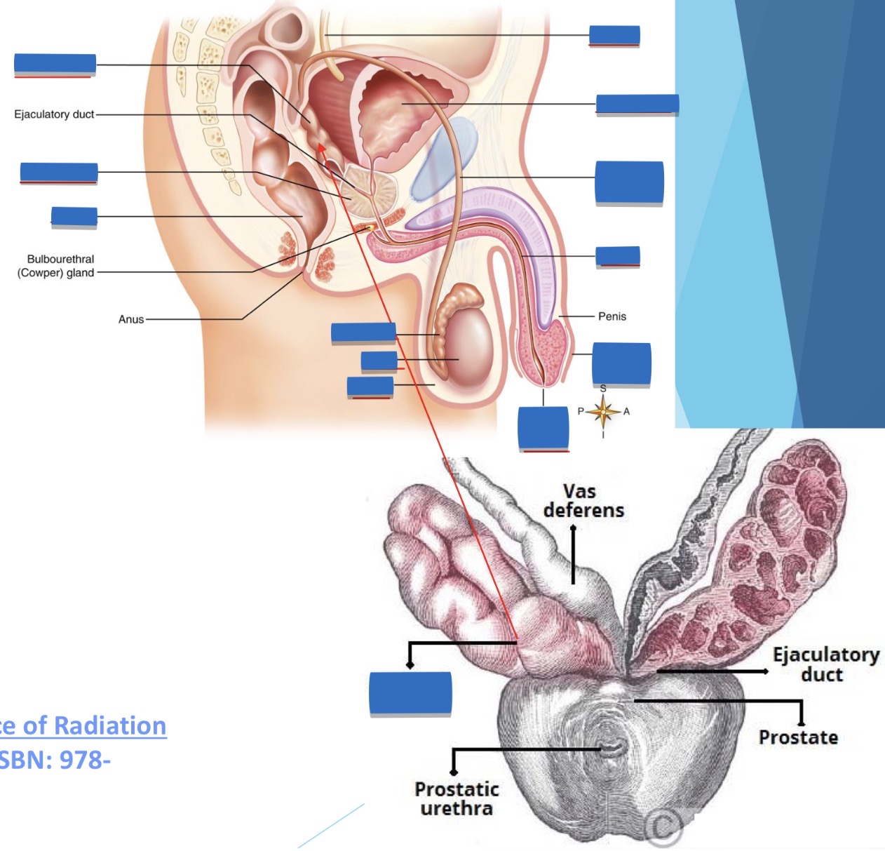 <p>name the anatomy</p>
