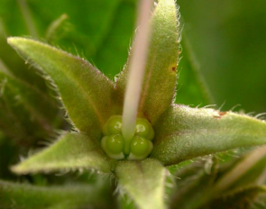 <p>boraginaceae</p><p>-stamen are</p><p>-carpel</p><p>-ovary</p><p>-corolla has</p><p>-the style is</p>