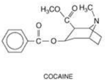 <p>Ester or Amide?</p>