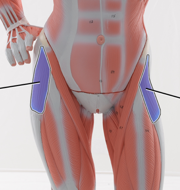 <p>Name the structure highlighted</p>