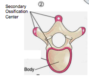 <p>-total= 5 </p><p>-2 in the epiphyseal rim (Sup & Inf.); 2 in the transverse process (L&R); 1 in the spinous process</p>