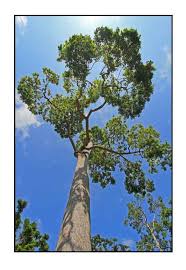 <p>Native to the Philippines and endemic; conservation status: vulnerable due to logging and habitat loss. Most easily identified by its tall emergent rainforest form, straight massive trunk, and clustered small pale yellow flowers, representing one of the dominant native dipterocarp timber trees in Philippine lowland forests.</p><p>A very large evergreen emergent tree typically growing 30–60 meters tall with a narrow to broad high canopy about 10–25 meters wide. Trunk is 1–2.5 meters in diameter, exceptionally straight and columnar, with gray to brown bark that is rough, thick, and deeply fissured with age. It develops a very strong deep taproot with extensive lateral buttressing roots for stability. Branching begins very high above human height, forming a high forest crown. Leaves are simple, alternate, elliptic to ovate (6–15 cm long), leathery, with smooth margins and prominent pinnate venation. Flowers are small, pale yellow to cream, fragrant, borne in loose clusters. Fruits are winged nuts (dipterocarp “nuts”) with elongated calyx wings that aid in wind dispersal.</p><p>Highly valued for premium hardwood used in construction, flooring, veneer, and structural timber, and ecologically critical as a canopy-forming rainforest species. No significant toxicity reported. In landscape applications, it is best suited for large conservation areas, botanical gardens, and reforestation or heritage forest landscapes where extreme mature size can be accommodated; not suitable for urban planting due to height, root system, and long-term spatial requirements, but important as a native ecological cornerstone species.</p>