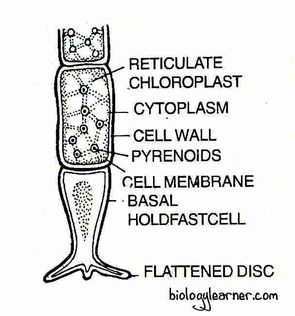 <p>Identify</p>