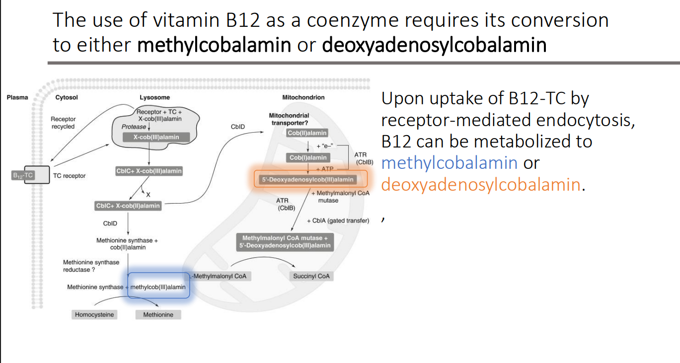 <ol><li><p>Methylcobalamin</p></li><li><p>deoxyadenosylcobalamin</p></li></ol><p></p>