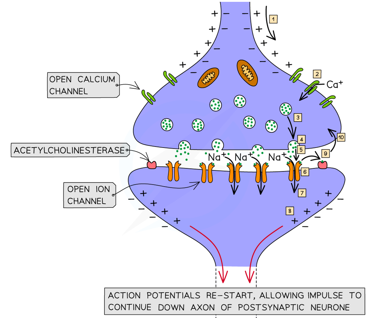 <ol><li><p>An action potential arrives at the presynaptic terminal &amp; causes depolarisation of the axon membrane, which triggers the opening of Ca<sup>2+</sup> gated ion channels, causing Ca<sup>2+</sup> ions to diffuse into the presynaptic neurone</p></li><li><p>Vesicles of acetylcholine (i.e. neurotransmitter) move towards &amp; fuse with the presynaptic membrane</p></li><li><p>Acetylcholine is hydrolysed by acetylcholinesterase (i.e. enzyme) &amp; is broken down into acetic acid &amp; choline, which are actively reabsorbed into the pre-synaptic neurone to be re-assembled into acetylcholine</p></li><li><p>Acetylcholine is released by exocytosis into the synaptic cleft &amp; diffuses across down its concentration gradient. It then binds to specific complementary receptors on the postsynaptic membrane</p></li><li><p>A change occurs in the receptor which opens Na<sup>+ </sup>gated ion channels in the postsynaptic membrane, allowing acetylcholine to be released. Na<sup>+ </sup>ions diffuse into the postsynaptic neurone, down their concentration gradient, resulting in depolarisation of the membrane</p></li><li><p>If the threshold value is reached, an action potential is generated &amp; propagated along the postsynaptic neurone</p></li></ol><p></p>