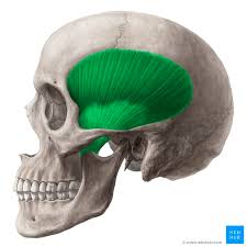 <p>Elevates and retracts the mandible</p>