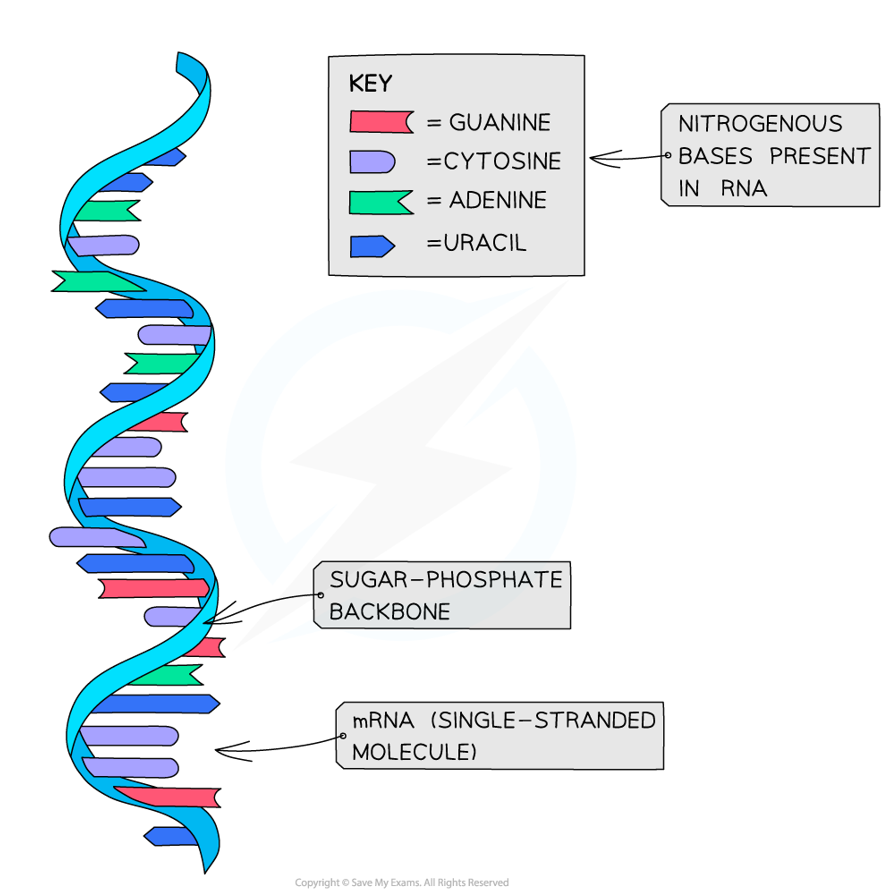 <ul><li><p>Single-stranded, linear molecule made of ribonucleotides</p></li></ul><ul><li><p>Each ribonucleotide consists of ribose sugar, phosphate group &amp; one nitrogenous base: A, U, G or C</p></li></ul><ul><li><p>Nucleotides are joined by phosphodiester bonds, forming a sugar-phosphate backbone</p></li><li><p>The sequence of bases forms triplets called codons → each codon codes for one specific amino acid</p></li></ul><p></p>