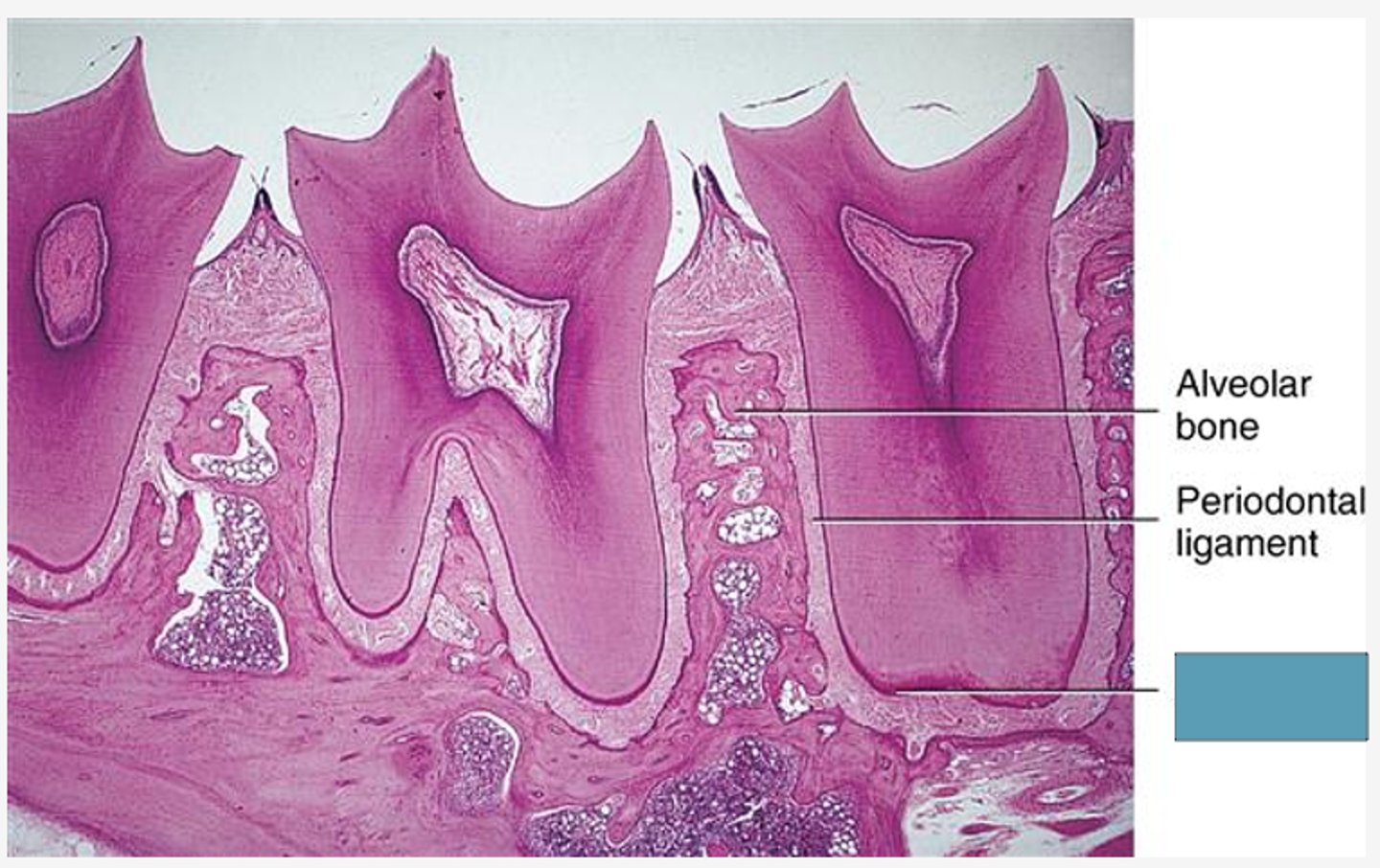 <p>Identify the following structure</p>