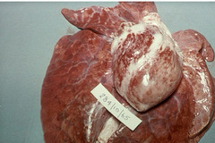 <p>A nursery age pig presents with sudden mortality associated with arrhythmia and myocardial lesions. Thru the history, you learn there is a new person mixing the feed. Thoughts?</p>