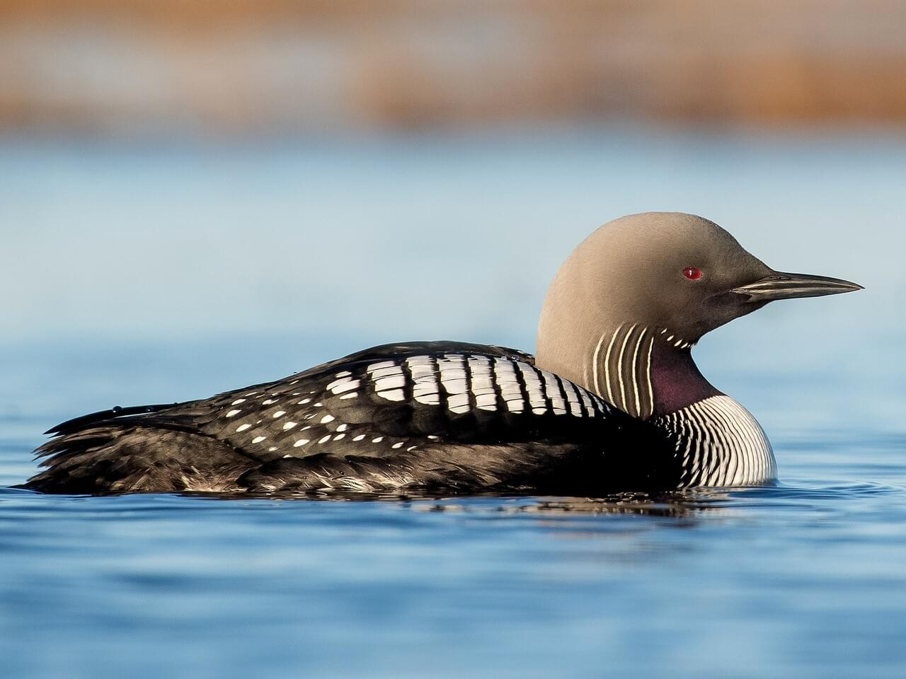 <p>Pacific loon</p>