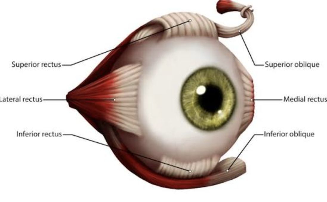 <p>Move the eyeball.</p>