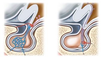 <p>Hypothalamus</p>