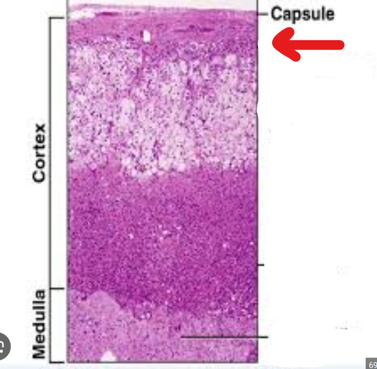 <p>What is the most superficial zone of the adrenal cortex?</p>