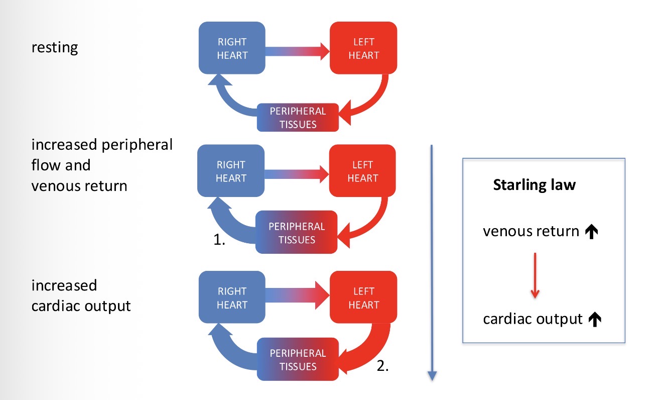 <p>Controlled by the sum of local tissue flows. Starling Law</p>