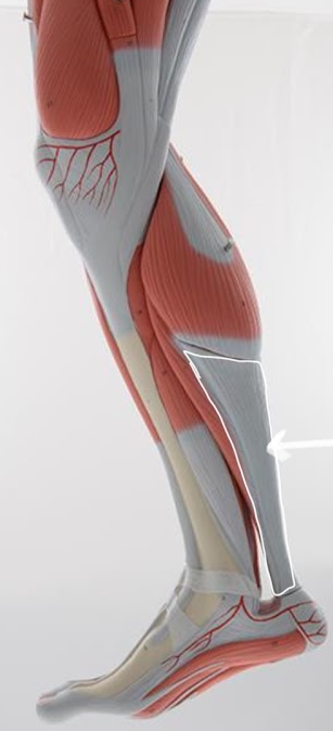 <p>Name the structure outlined in WHITE</p>