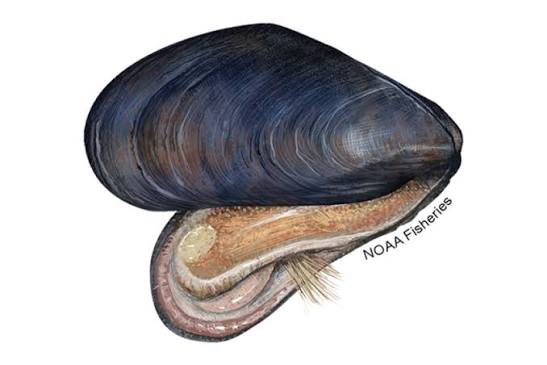 <p>What is the common name and scientific name of this organism </p>