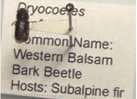 <p>What is this? What trees does it infest and what are the signs of infestation? What does its lifespan look like?</p>