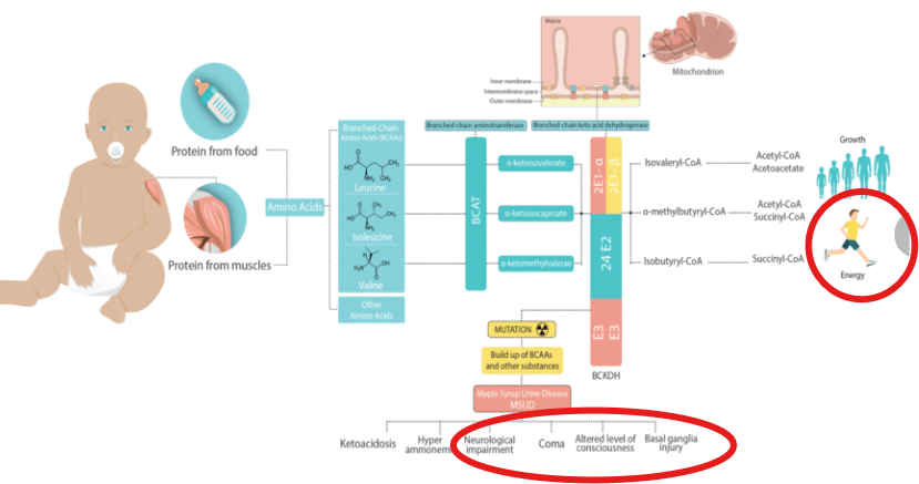 <p>What can untreated MSUD result in </p>