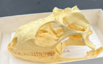 <p>What is this skull and what is it’s dentition </p>
