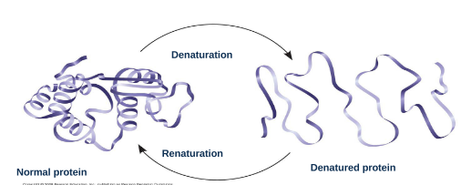 <ul><li><p><span style="background-color: transparent;">Alterations pH, salt concentration, temp., other environmental factors</span></p></li><li><p><span style="background-color: transparent;">Cause a protein to unravel + become inactive&nbsp;</span></p></li><li><p><span style="background-color: transparent;">Ex: egg goes from goopy white to solid white, neutering proteins&nbsp;</span></p></li><li><p><span style="background-color: transparent;">Ex: ceviche -> raw fish w veggies&nbsp; w lemon or lime (acid component)</span></p><ul><li><p><span style="background-color: transparent;">Lower pH can denature proteins</span></p></li><li><p><span style="background-color: transparent;">“Cook” raw fish&nbsp;</span></p></li></ul></li><li><p><span style="background-color: transparent;">Ex: tangled ribbon, or folded up -> not tangled or folded up -> renaturation refolds &amp; rectangles&nbsp;</span></p></li><li><p><span style="background-color: transparent;">Ex: fevers, viruses, bacteria, pathogens -> exponential growth -> body heats up to break down pathogen</span></p></li></ul><p></p>