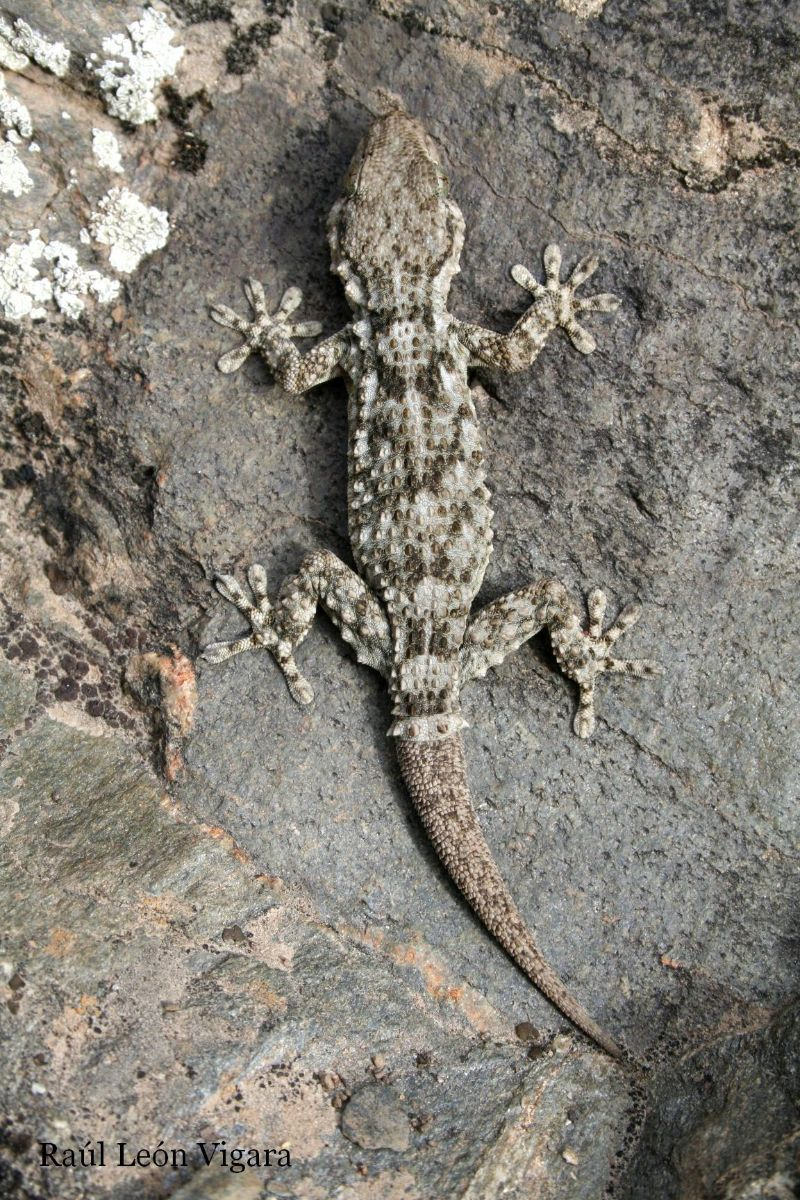 <p>Habita tanto en roquedos y pedregales como en tapias y otras edificaciones humanas en el campo, pueblos y ciudades.</p><p>Carnívora. Depredador insectívoro.</p>