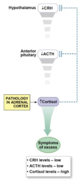 <p>Cushings Syndrome</p><ul><li><p>Primary pathology</p><ul><li><p>pathology in the ____ ___ - they make too MUCH ____</p><ul><li><p>suppresses ACTH and CRH</p></li></ul></li></ul></li><li><p>Secondary pathology</p><ul><li><p>tumor in the ___ ____ - make too MUCH ___</p><ul><li><p>increases ____ production and lowers ___</p></li></ul></li></ul></li><li><p>symptoms</p><ul><li><p>emotional distrubance, osteoporosis; obesity; skin ulcers</p></li></ul></li></ul><p></p>