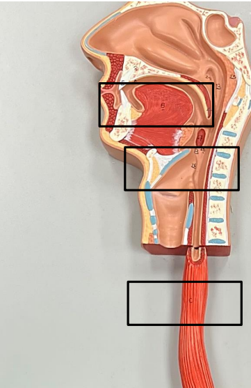 <p>Label this image from top to bottom.</p>