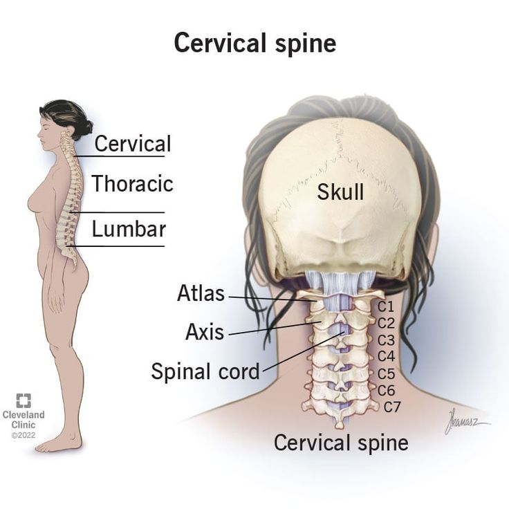 <p>Neck </p>