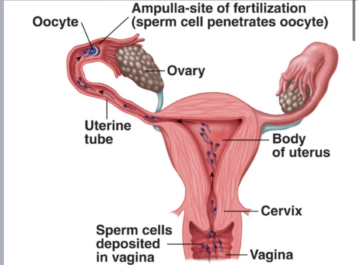 <p>cervical canal</p><p><strong>muscular band</strong> that prevents fetus from delivering prematurely </p><p><strong>dilates</strong> during <strong>birth</strong></p>
