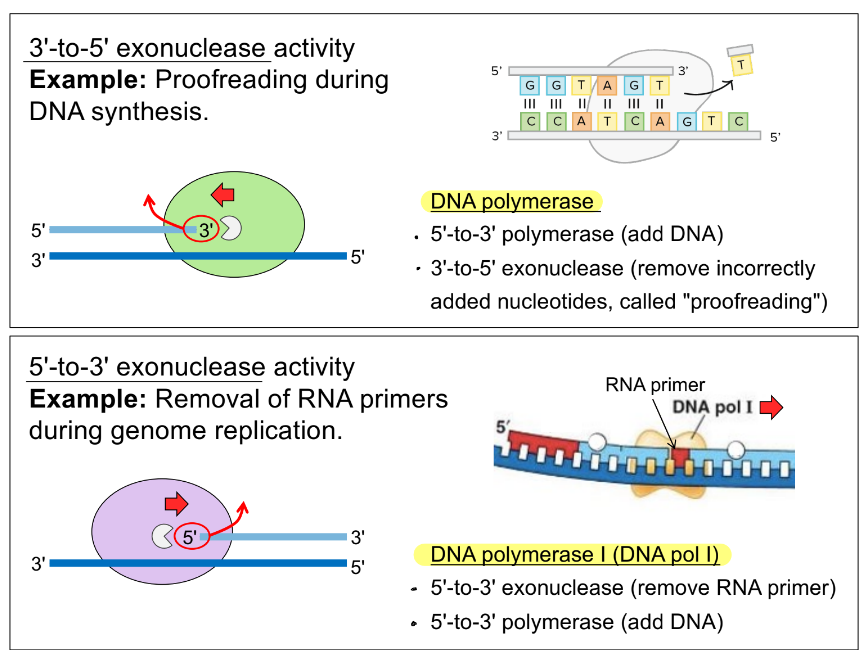 <p>DNA pol</p><ul><li><p><mark data-color="purple" style="background-color: purple; color: inherit;">5’-to-3’</mark> <u>poly</u>merase (adds DNA)</p><ul><li><p>start at 3’ end</p></li></ul></li><li><p><span style="color: blue;"><strong><u><mark data-color="blue" style="background-color: blue; color: inherit;">3’-to-5’</mark> exonuclease / <mark data-color="blue" style="background-color: blue; color: inherit;">3’</mark> exonuclease (“proofreading”</u></strong></span><strong><u> — remove incorrectly added bases, like mismatch</u></strong> <span style="color: rgb(194, 188, 188);">and insertion/deletion</span>)</p><ul><li><p><u>starts acting at the 3’ end</u></p></li></ul></li></ul><p>DNA pol I</p><ul><li><p><mark data-color="purple" style="background-color: purple; color: inherit;">5’-to-3’</mark> <u>poly</u>merase (adds DNA)</p><ul><li><p>start at 3’ end</p></li></ul></li><li><p><span style="color: purple;"><strong><u><mark data-color="purple" style="background-color: purple; color: inherit;">5’-to-3’</mark> exonuclease / <mark data-color="purple" style="background-color: purple; color: inherit;">5’</mark> exonuclease (remove RNA primer)</u></strong></span></p><ul><li><p><u>starts acting at the 5’ end</u></p></li></ul></li></ul><div data-type="horizontalRule"><hr></div><p>(the green and purple ovals are the Exo / exonuclease domain)</p>